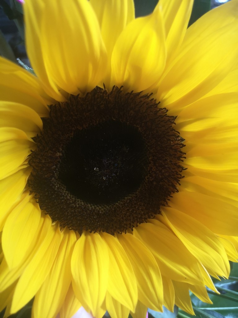 Sunflower  by plainjaneandnononsense