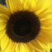 Sunflower  by plainjaneandnononsense