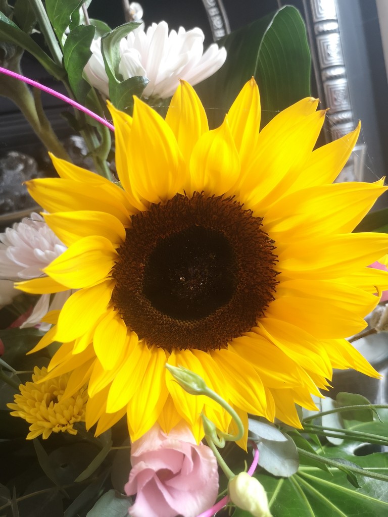 Sunflower by plainjaneandnononsense