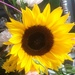 Sunflower by plainjaneandnononsense