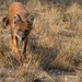 Curious Dhole by leonbuys83