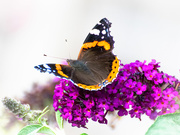 5th Aug 2019 - Red Admiral
