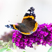 Red Admiral by rjb71