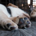 paws by jand