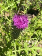 4th Aug 2019 - pollen