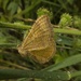 Yellow Shell Moth  by helenhall
