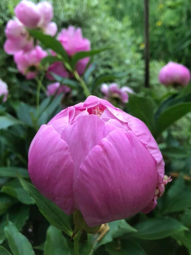 peonies by jand