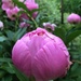 peonies by jand