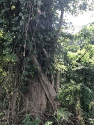 5th Aug 2019 - Tree Covered in Vines