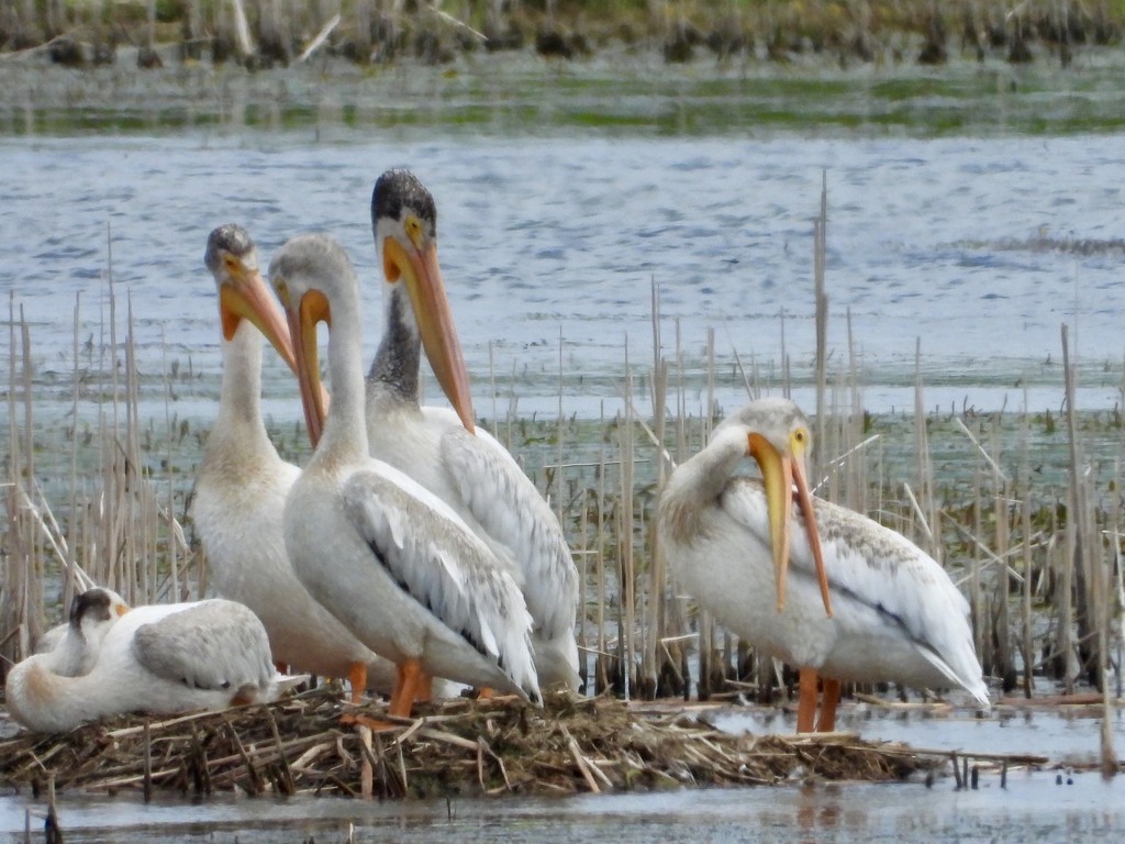 pelican group by amyk