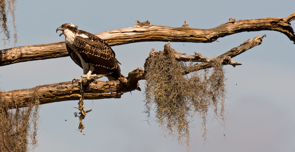 Teenage Osprey Hanging on to Breakfast! by rickster549