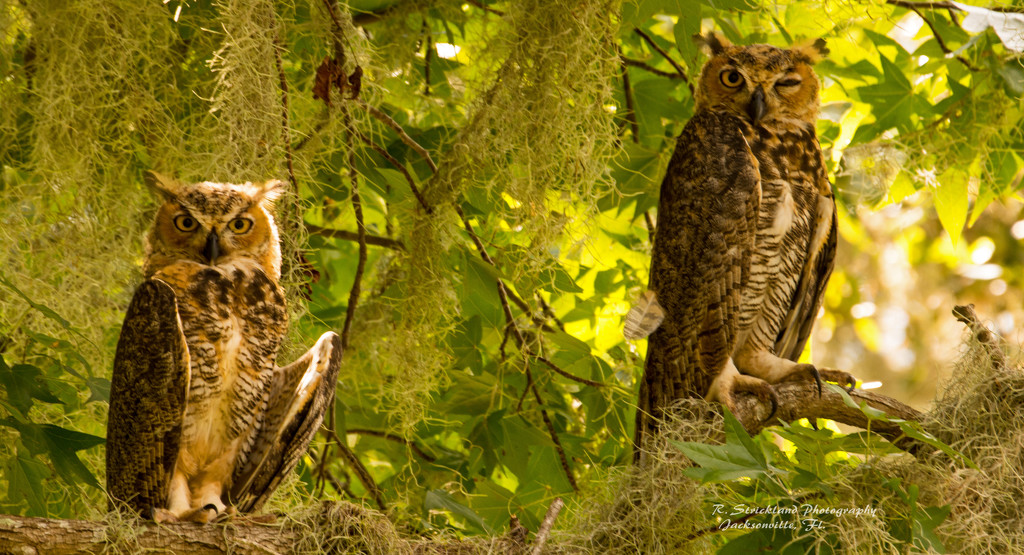 Great Horned Owl Baby's! by rickster549