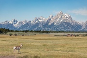 3rd Aug 2019 - Pronghorn at the Tetons Cathedral