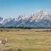 Pronghorn at the Tetons Cathedral by jyokota