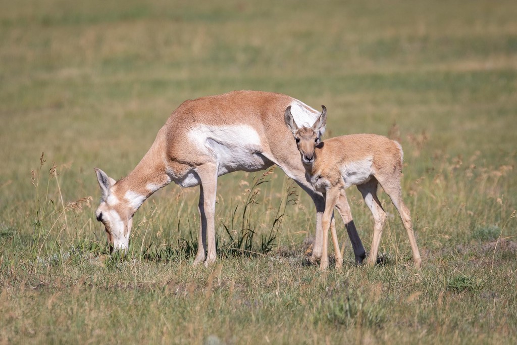 Pronghorn Mother and Baby by jyokota