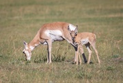 2nd Aug 2019 - Pronghorn Mother and Baby