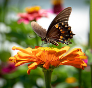5th Aug 2019 - Pipevine Swallowtail on Zinnia