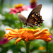 Pipevine Swallowtail on Zinnia by randystreat