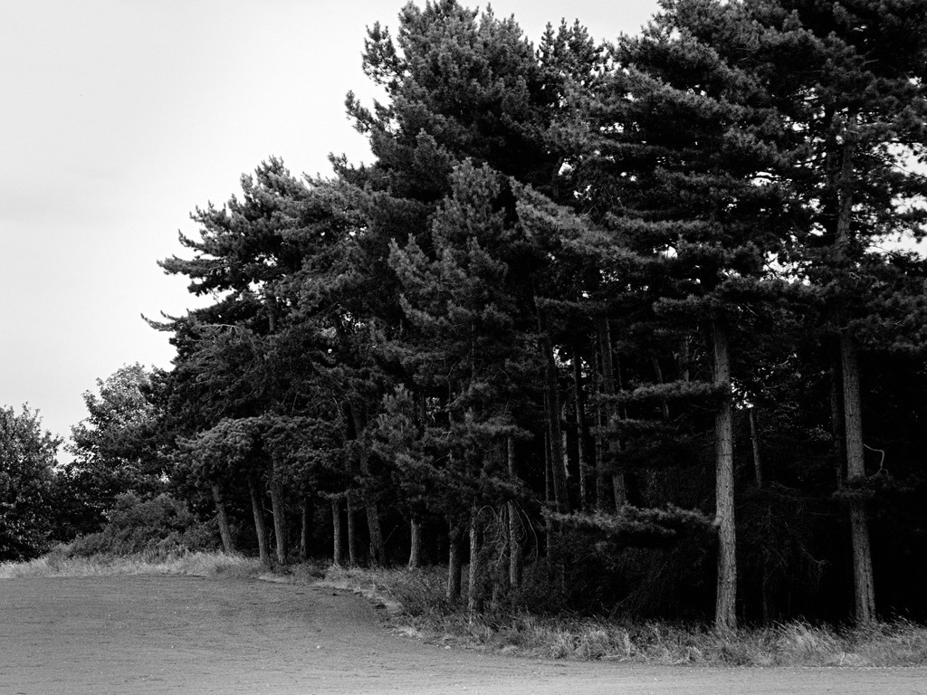 Top Field Trees by allsop