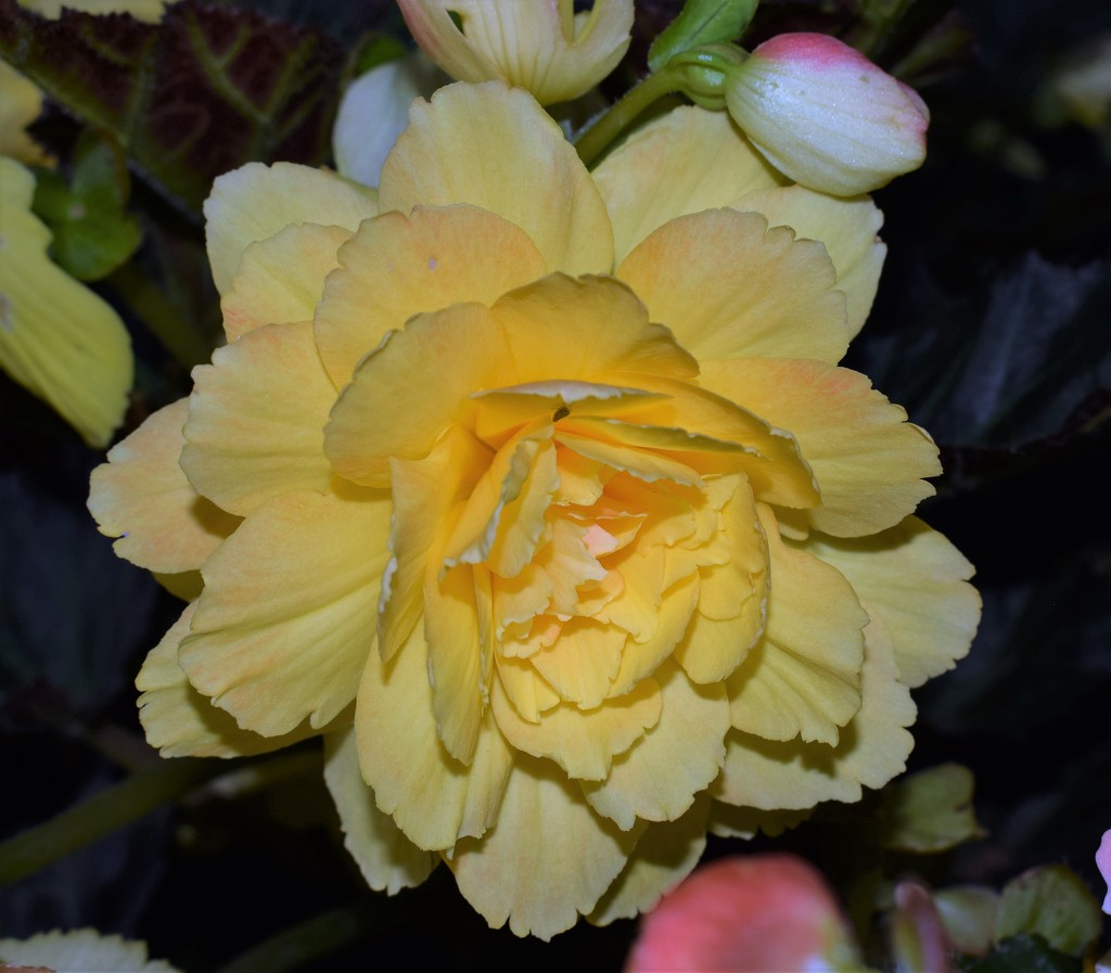 Begonia I'Conia Portofino Citrix by sandlily