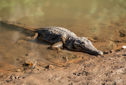 24th Jul 2019 - Another Croc