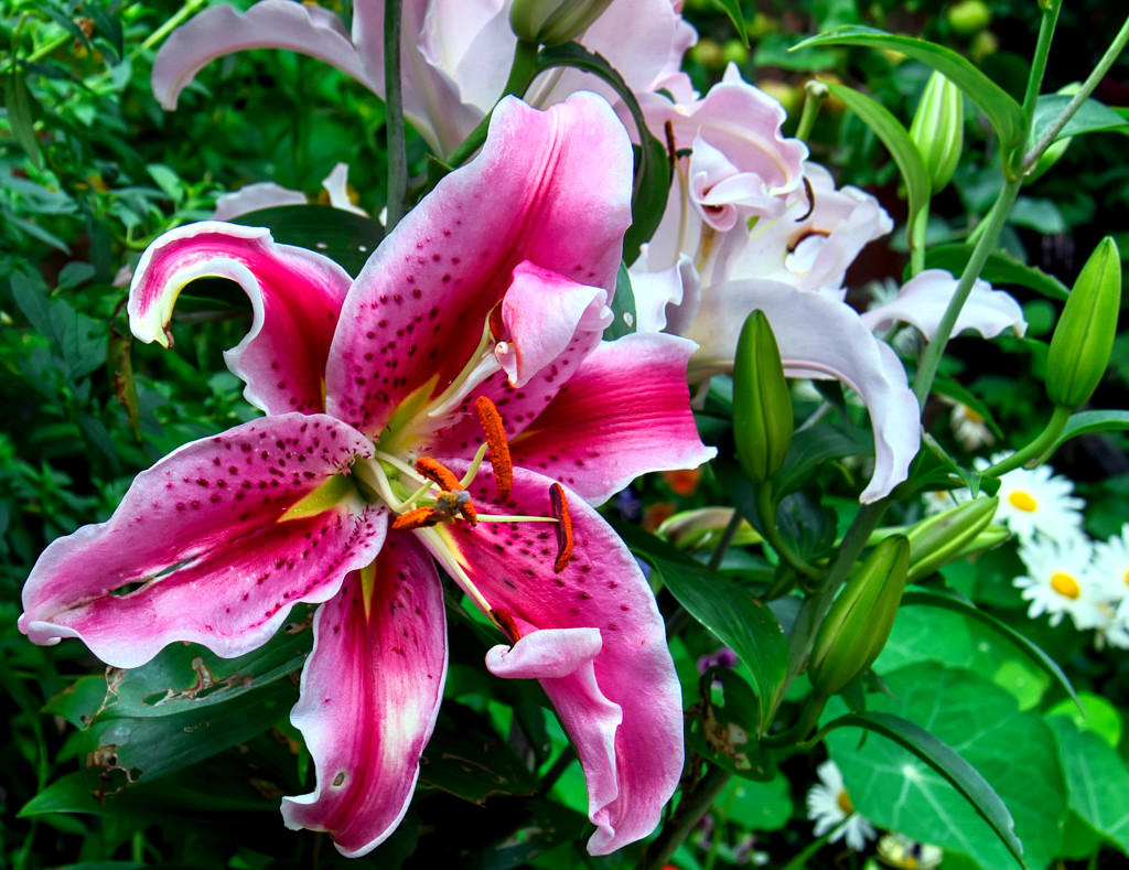 Colourful Lily. by tonygig