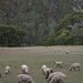 Sheep Paradise by kgolab