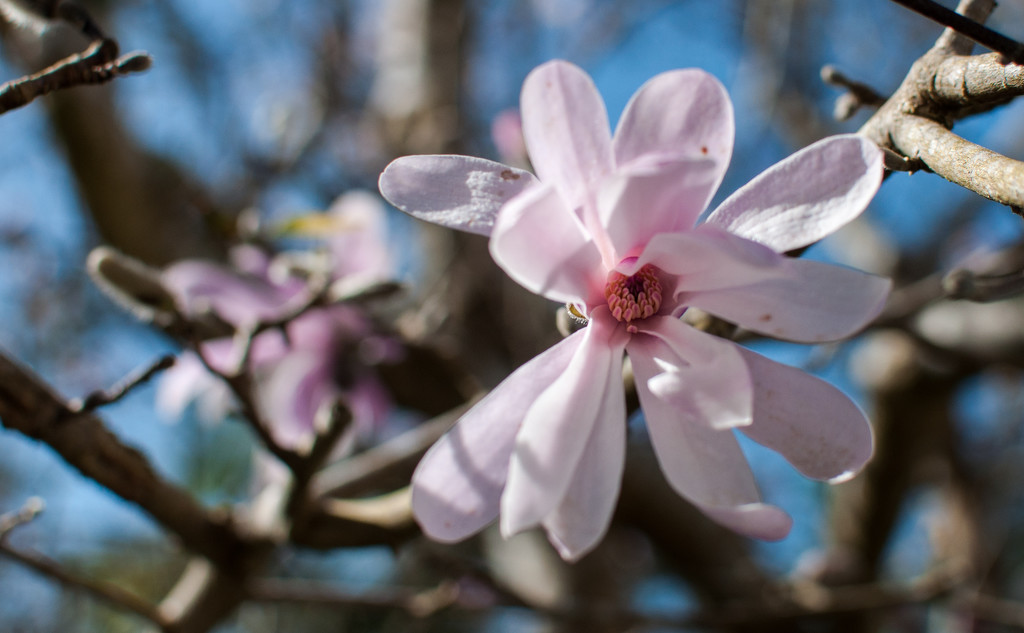 Nude magnolia  by brigette