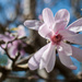Nude magnolia  by brigette