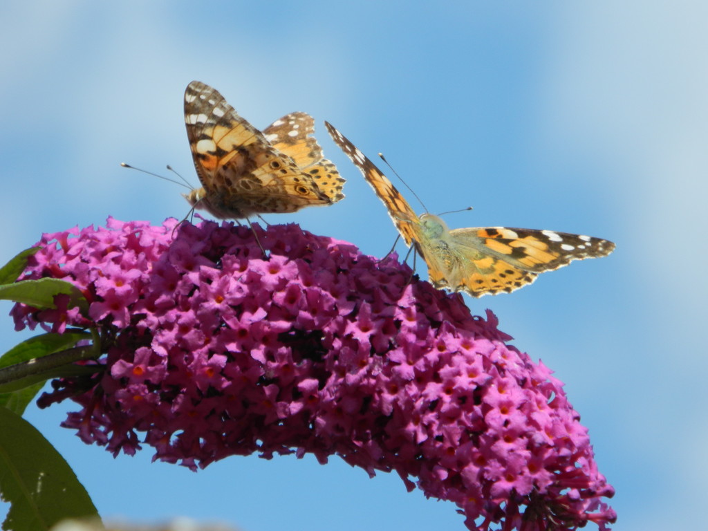 Two Painted Ladies on a branch of buddleia. by grace55