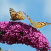 Two Painted Ladies on a branch of buddleia. by grace55