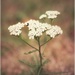 yarrow (Achillea millefolium) by lastrami_