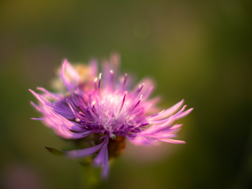 In the setting sun by haskar