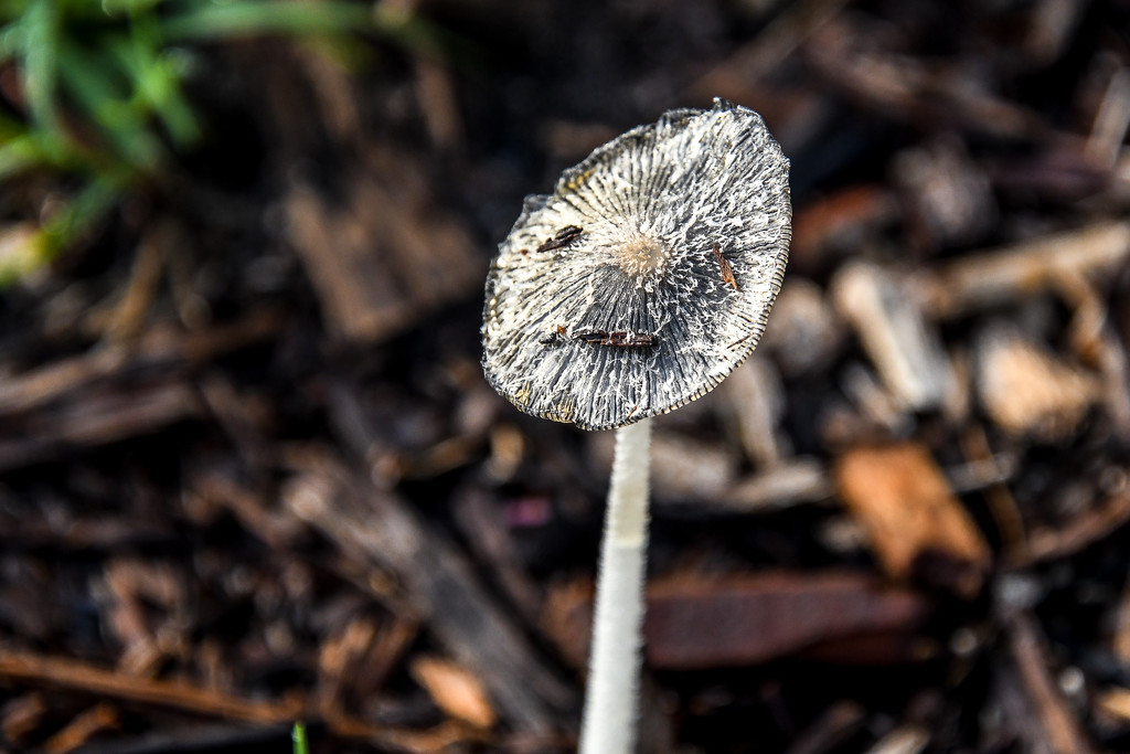 Mushroom? by danette