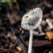 Mushroom? by danette