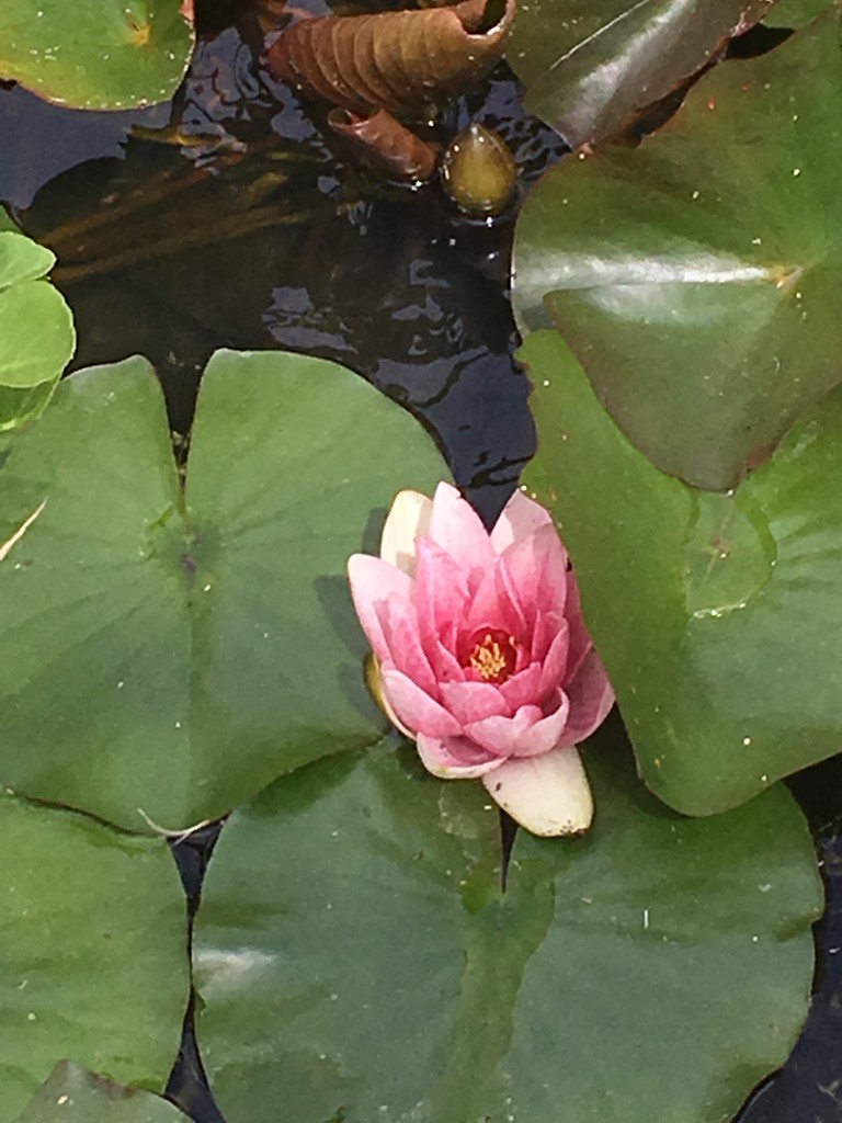 Water lily in my mother-in-law’s pond by 365anne