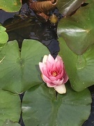 4th Aug 2019 - Water lily in my mother-in-law’s pond