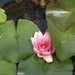Water lily in my mother-in-law’s pond by 365anne