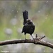 The blackbird didn't seem to mind the rain by rosiekind