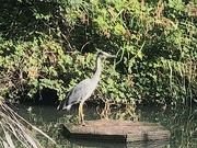 6th Aug 2019 - Heron Watching Over The Pond