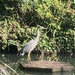 Heron Watching Over The Pond by davemockford