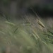 In The Wheat Field by motherjane