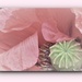 In the pink !  by beryl