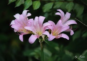 6th Aug 2019 - Mystery Lily
