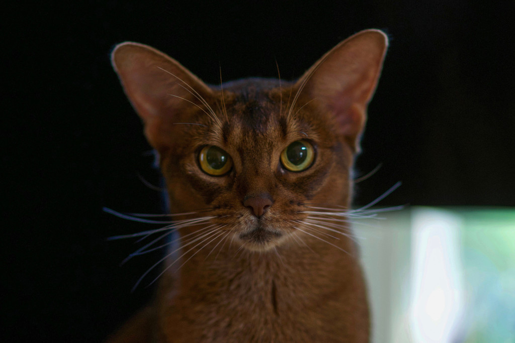 Those Abyssinian eyes! by berelaxed