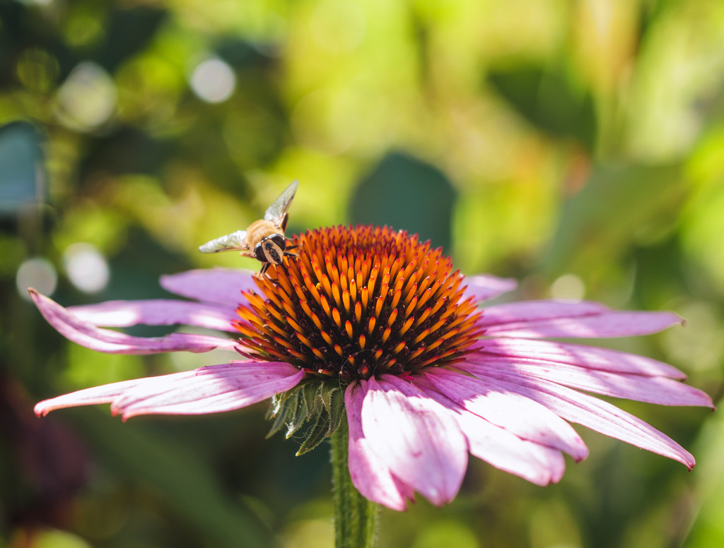 coneflower visitor by aecasey