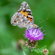 6th Aug 2019 - Painted Lady