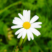  Oxeye daisy by elisasaeter