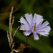 6th Aug 2019 - chicory with butterfly