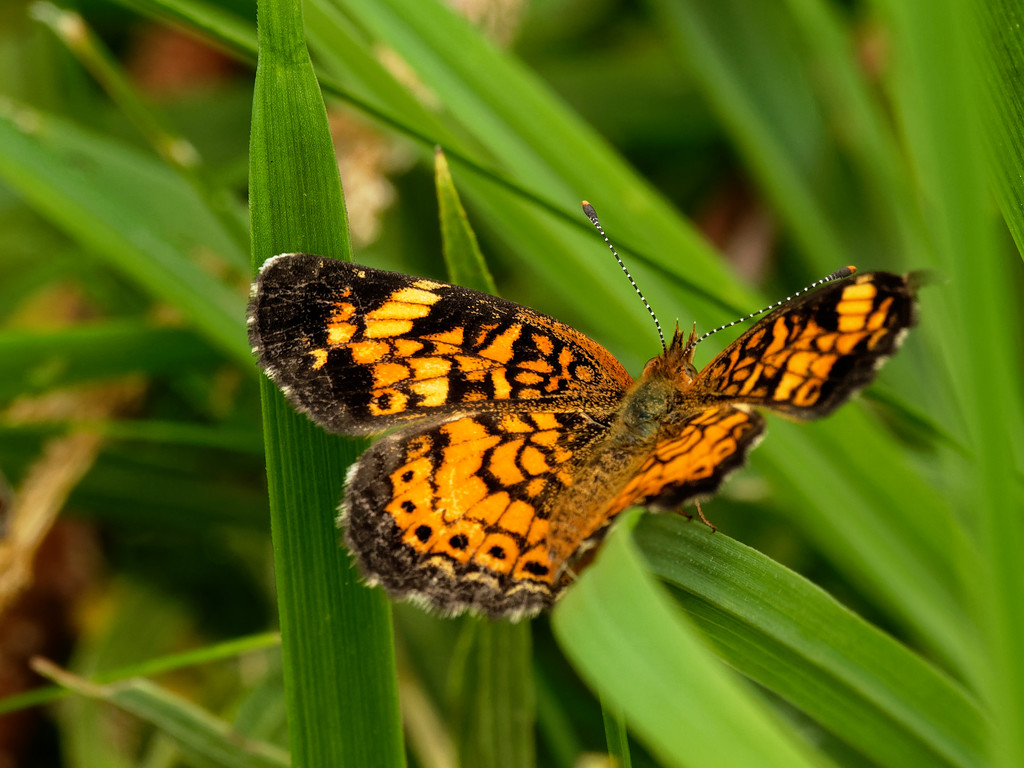 pearl crescent butterfly by rminer